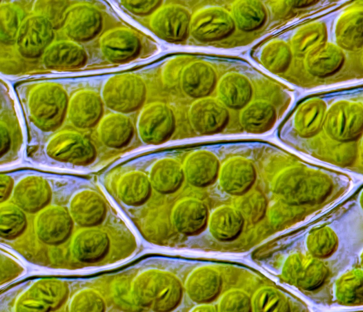 microscope image of leaf cells