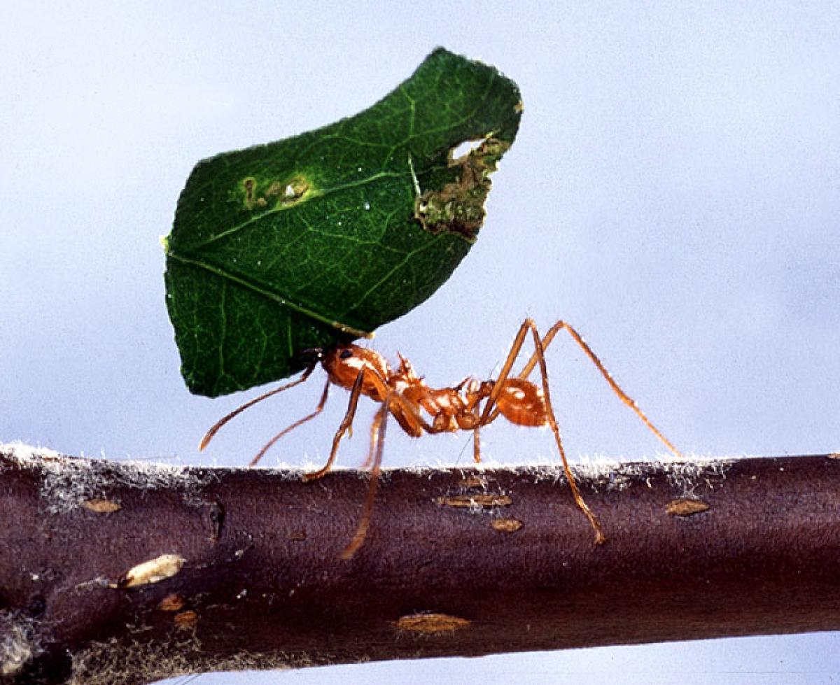 Leaf-cutter ant