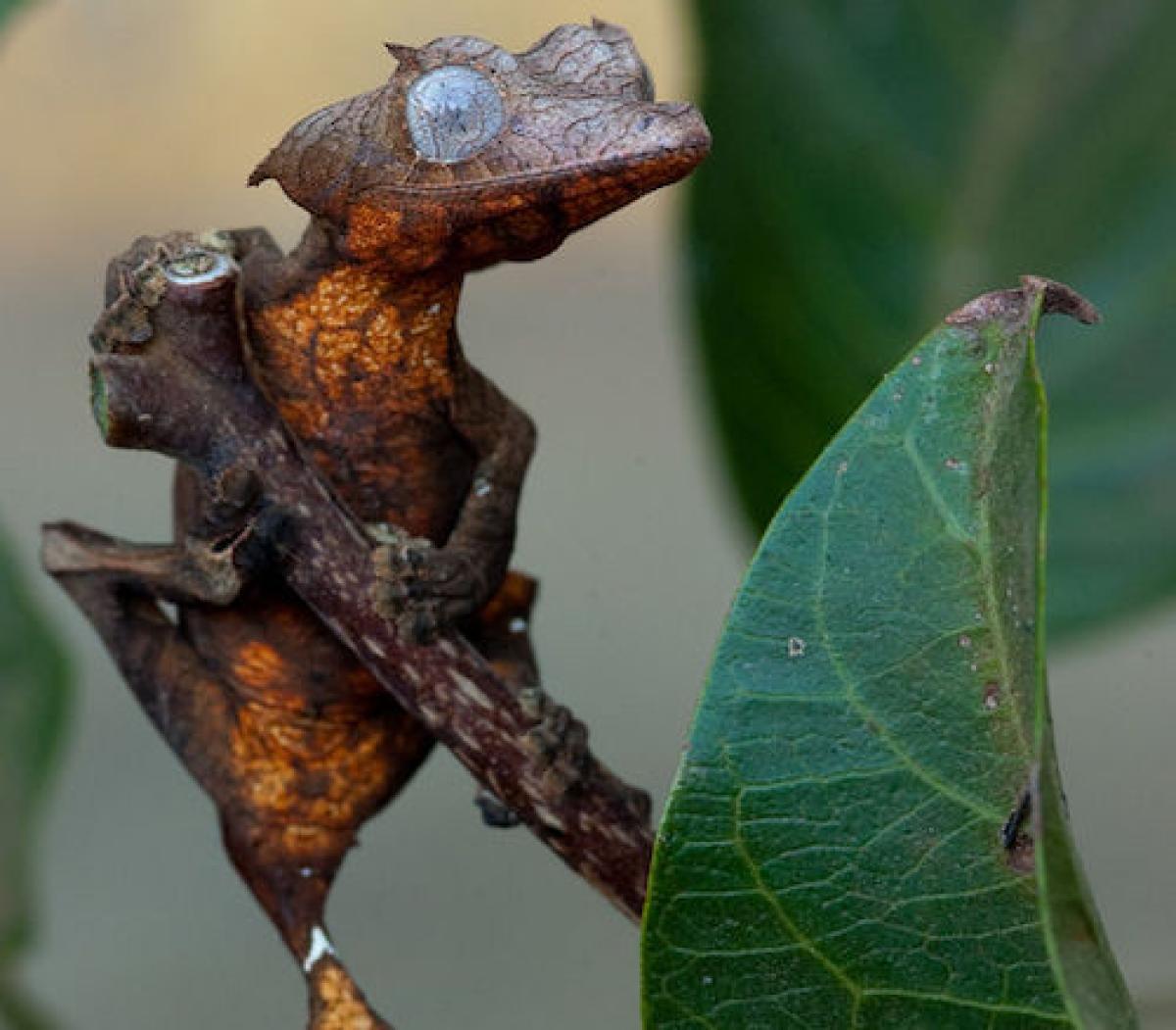 Leaf-tailed gecko