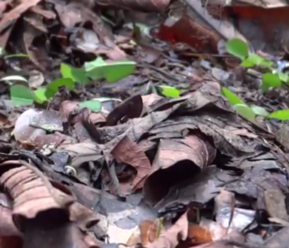 Leafcutter ant trail