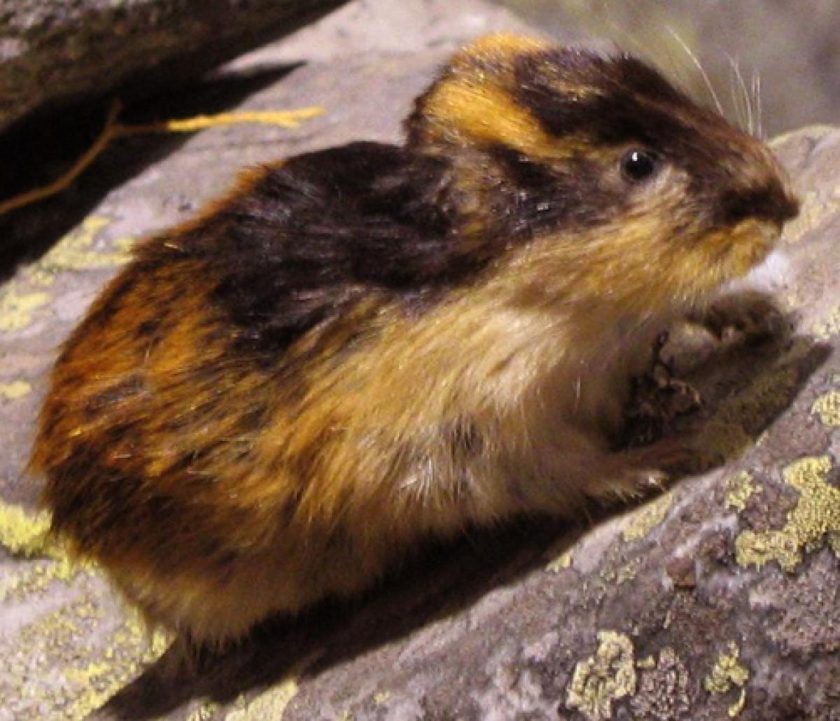 On dirait que la toundra est vide, mais elle est en fait remplie de toutes sortes de créatures colorées comme ce lemming.