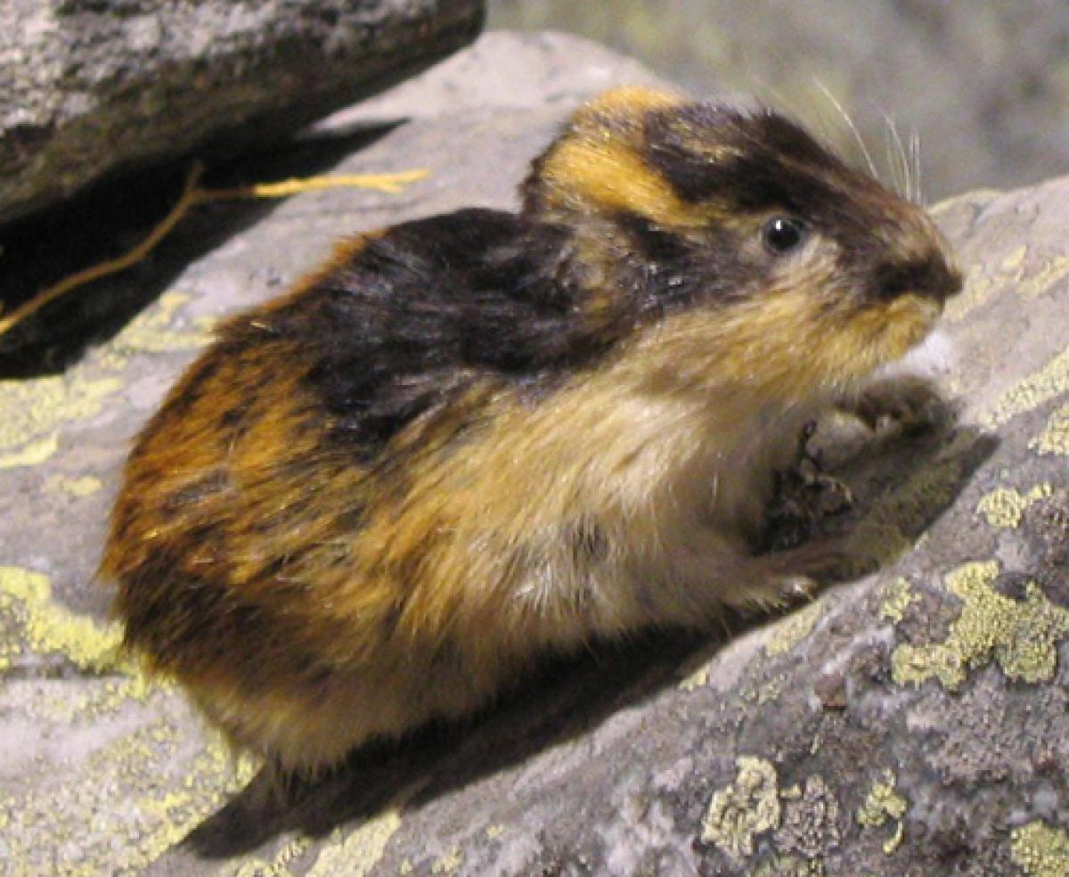 Lemming