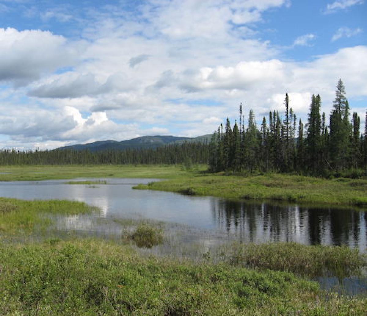 Boreal forest pond