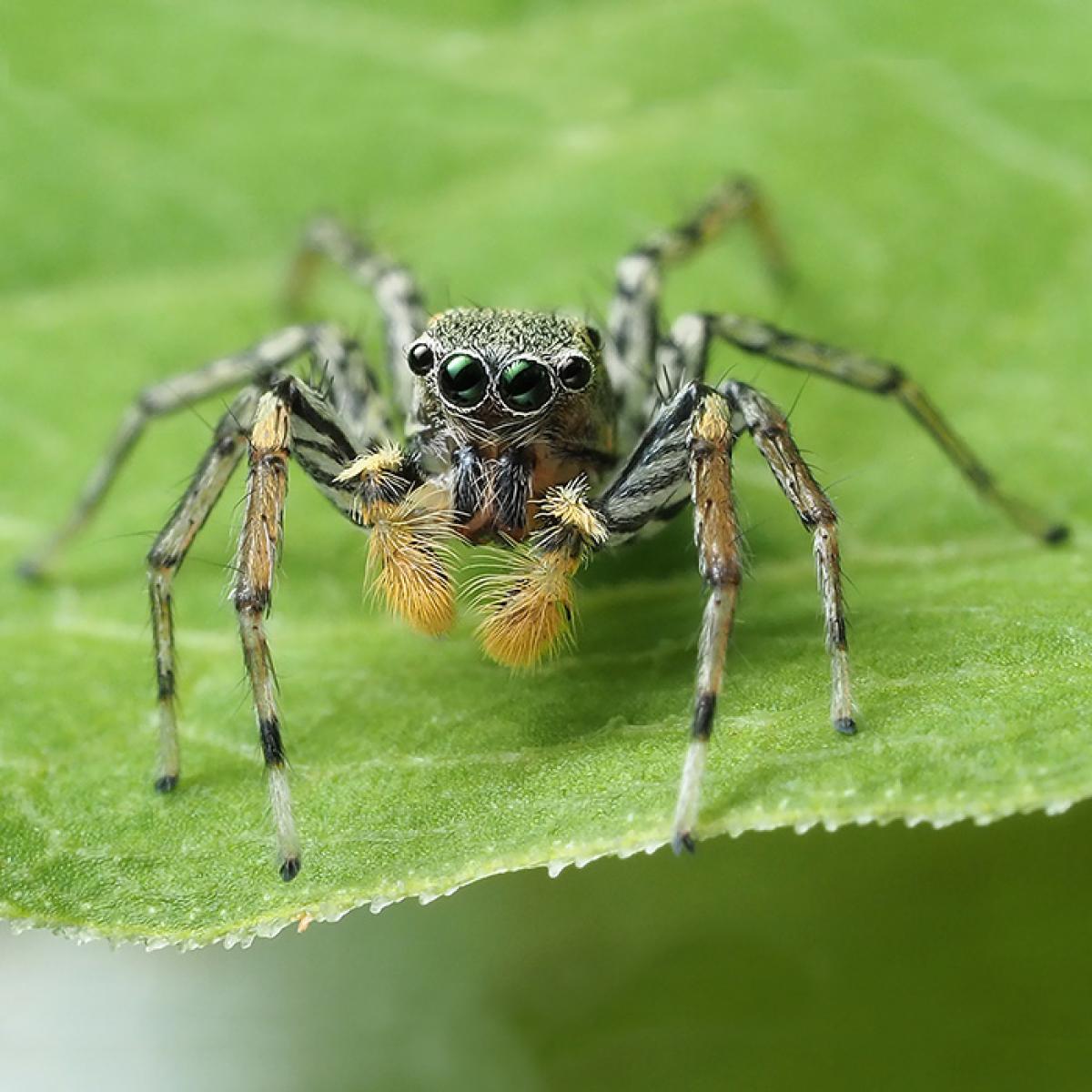 Jumping spider on a leaf.