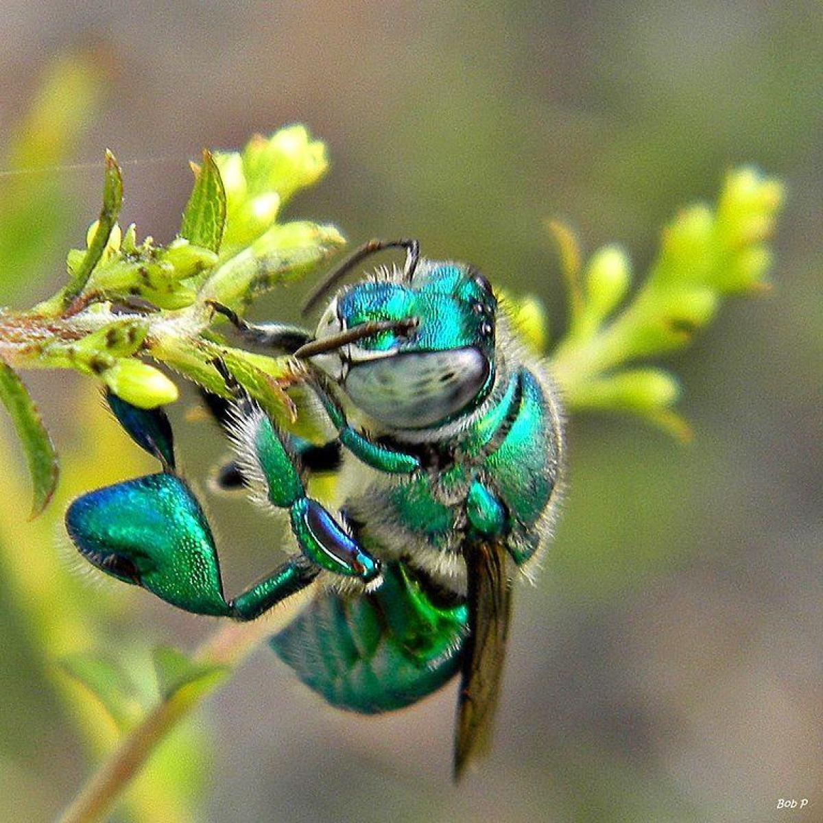 male green orchid bee