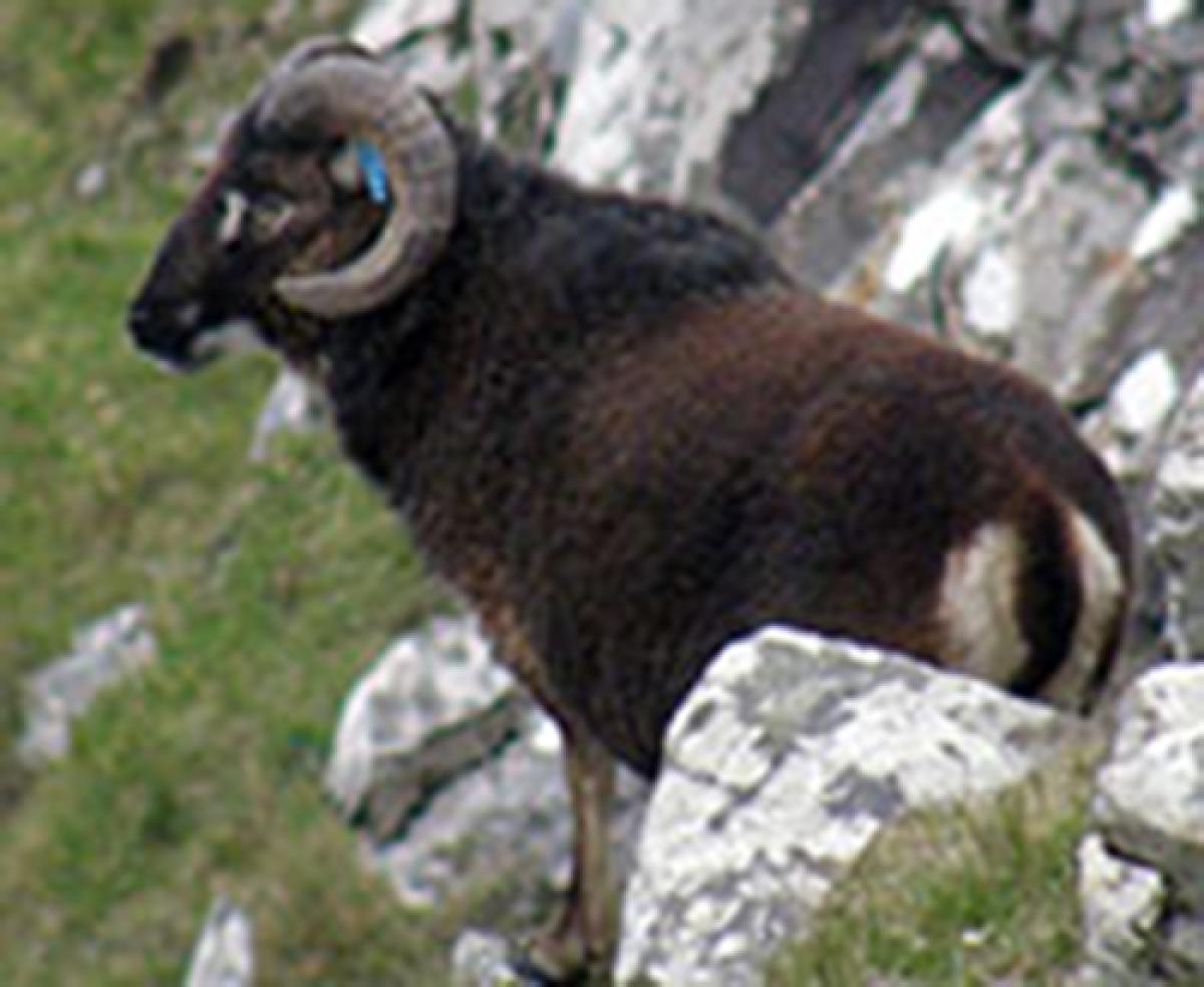 A male St. Kilda soay sheep