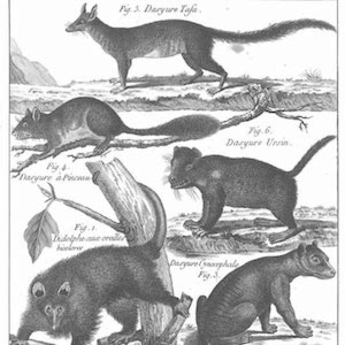 ood engraving depicting a number of animals, including "Dasyure Cynocephale"