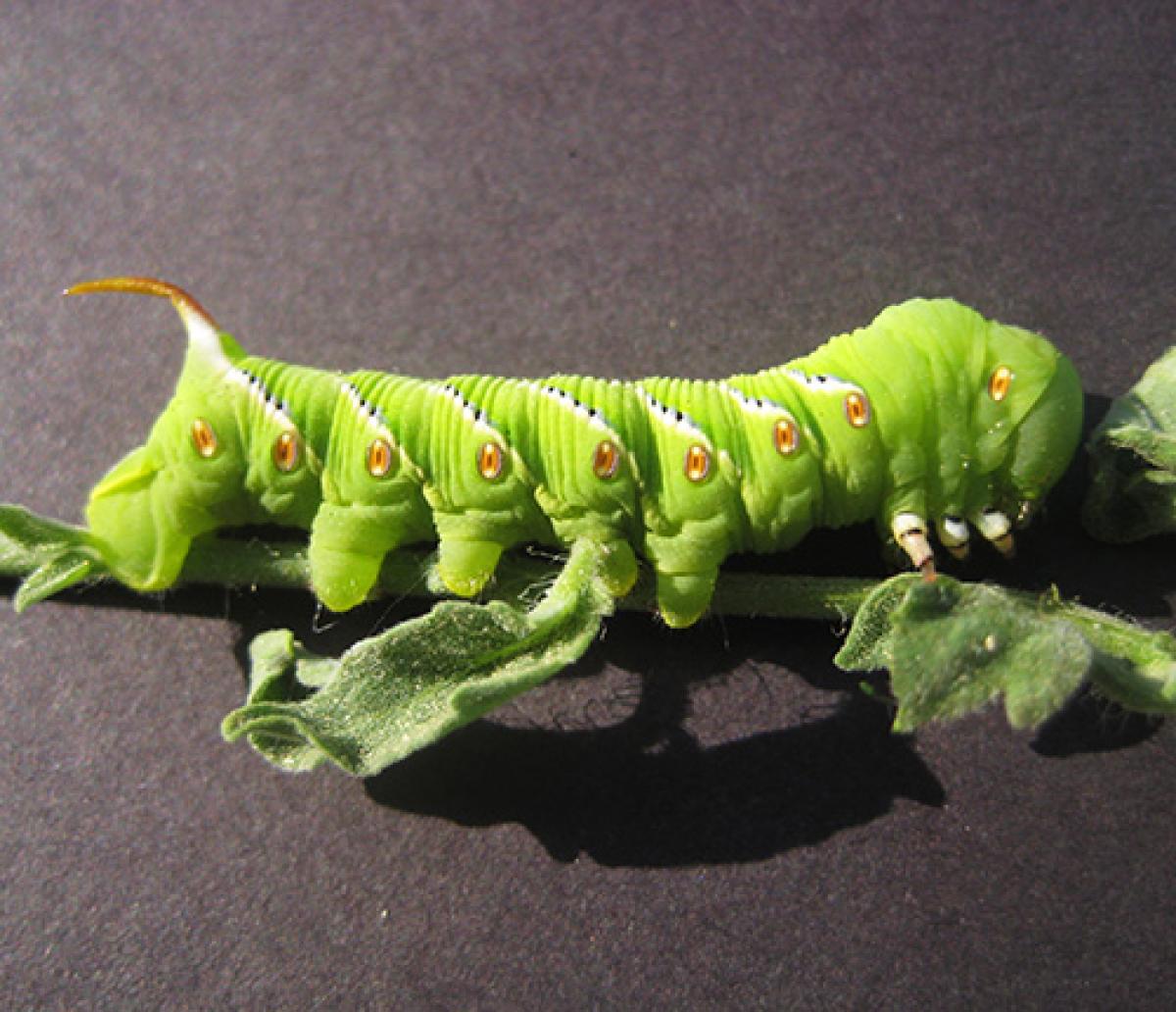 Manduca sexta-tobacco-hornworm