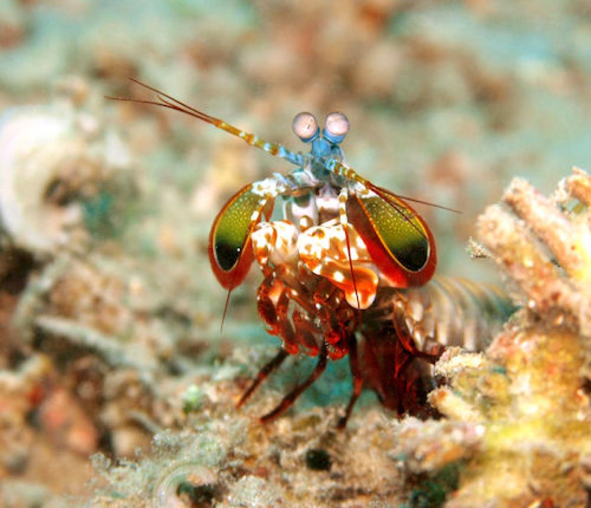 mantis shrimp