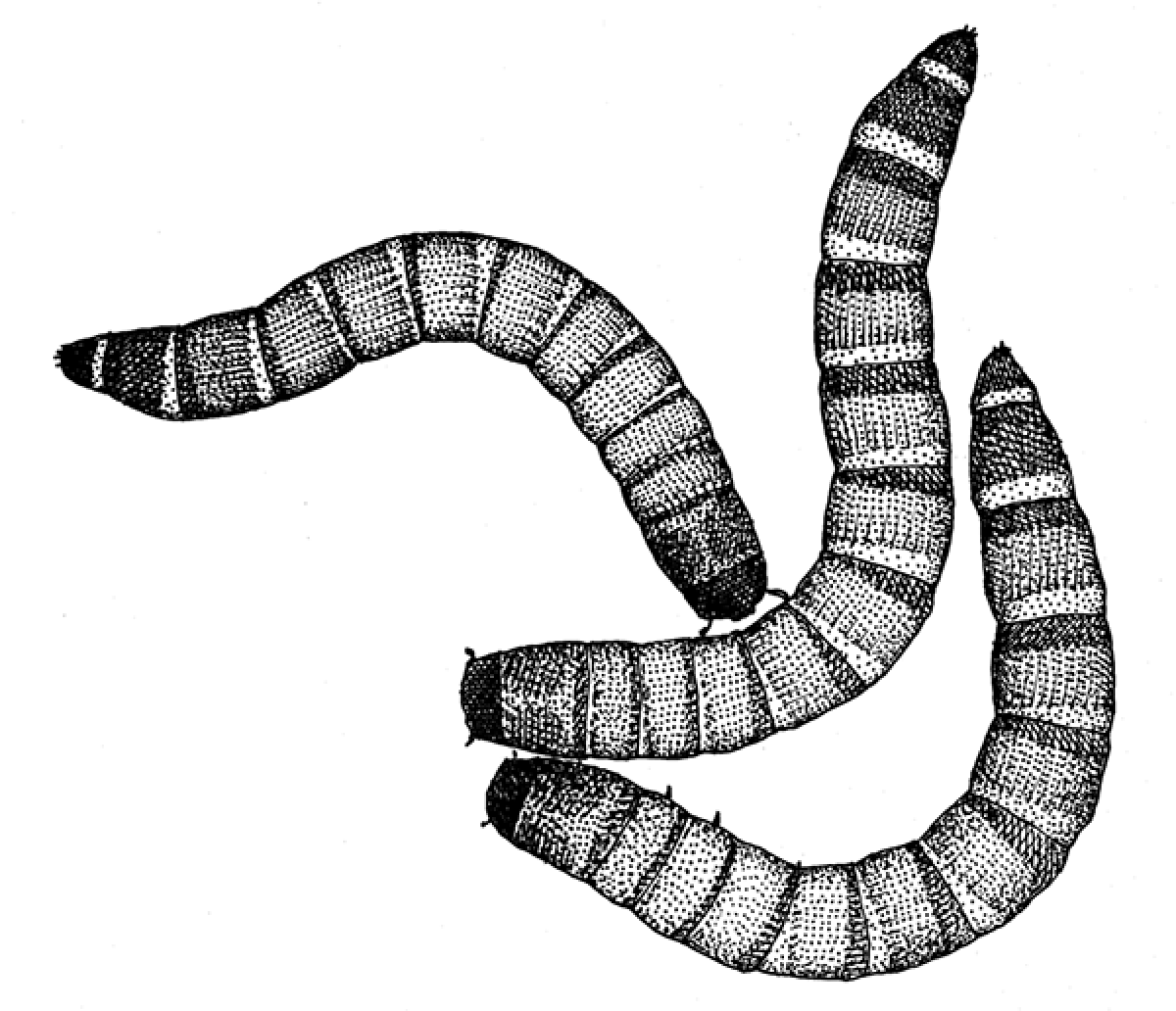 A pen drawing of three mealworms