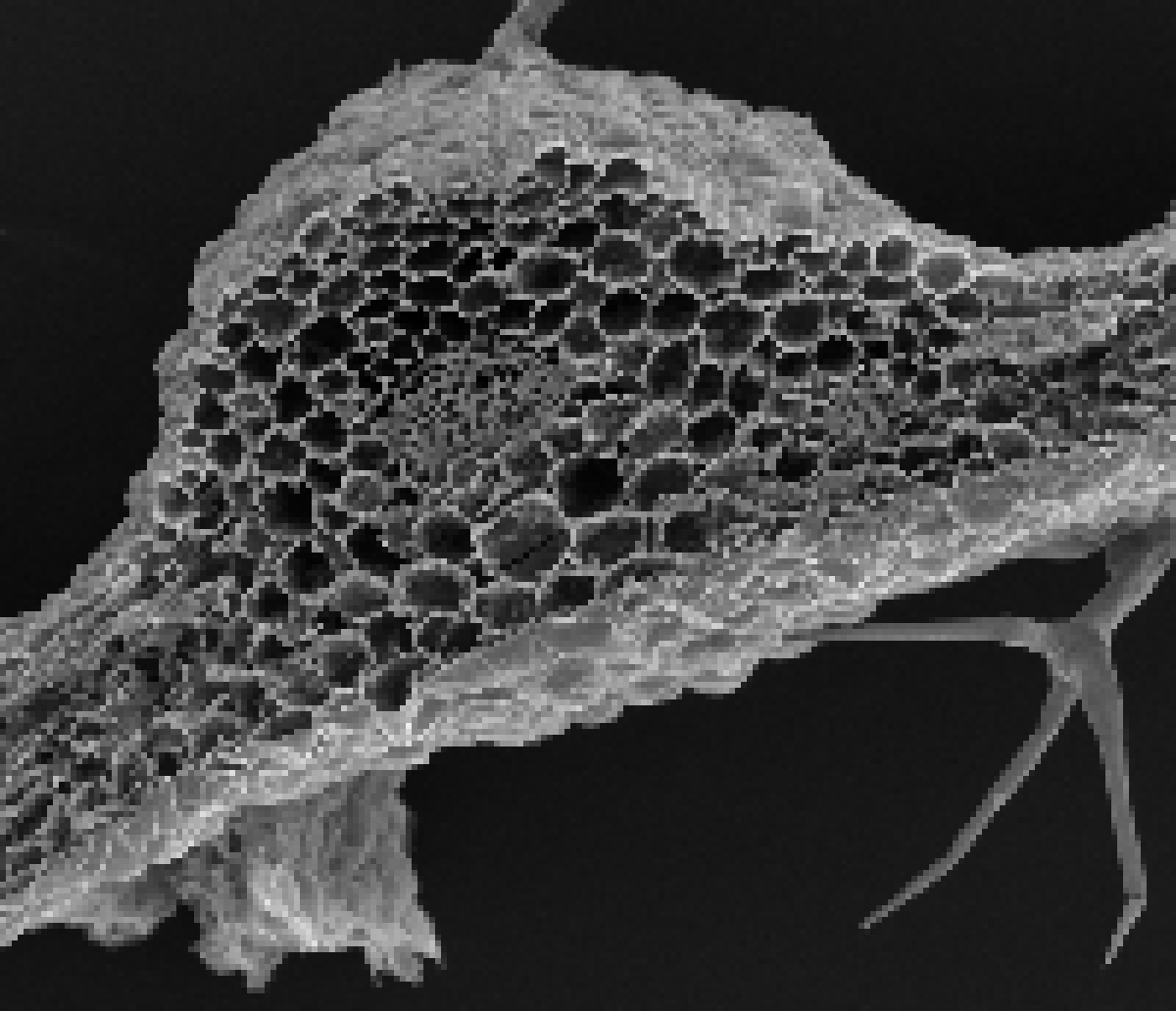 Un corte transversal del floema tubular