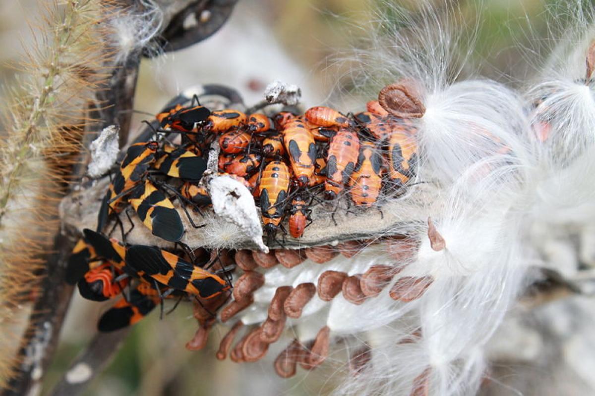 Milkweed bugs