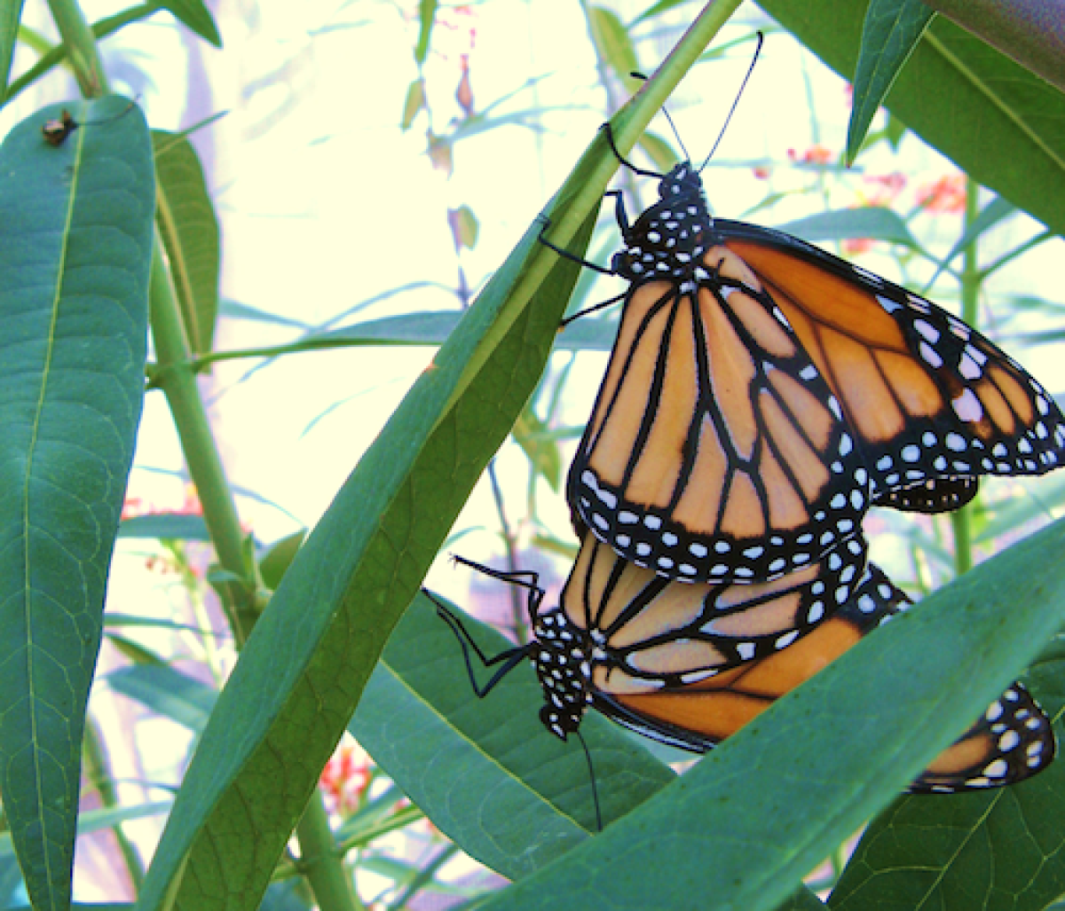 A mating pair of monarch butterflies