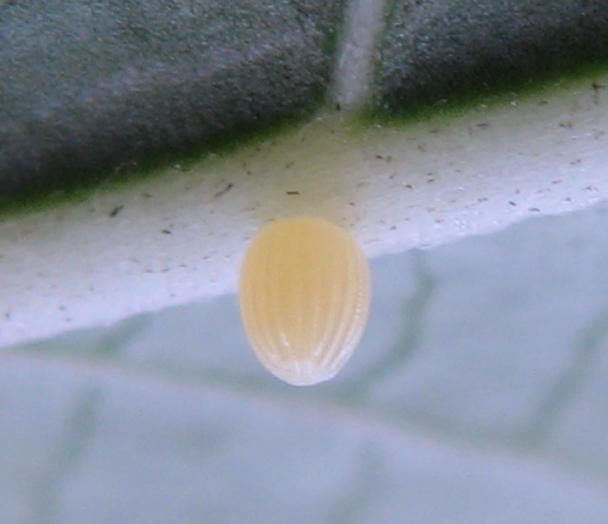 Monarch egg under a leaf