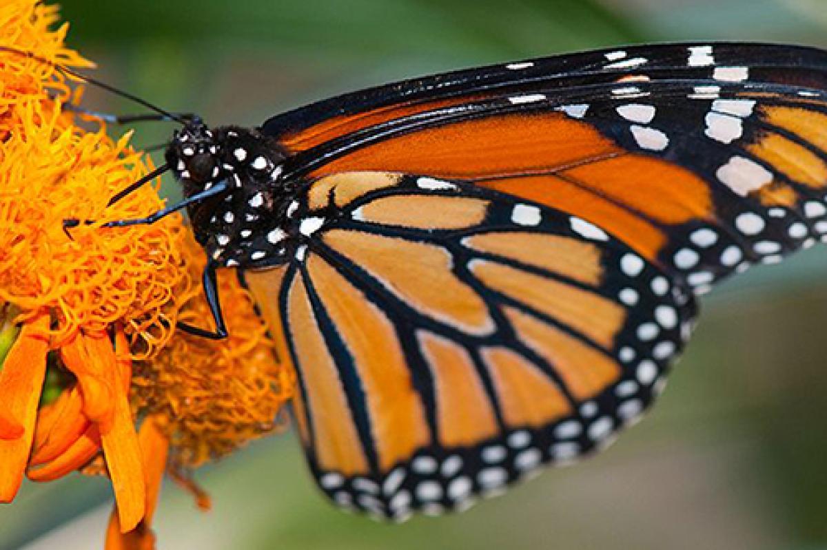 Mariposa Monarcha Danaus plexippus - Wikimedia