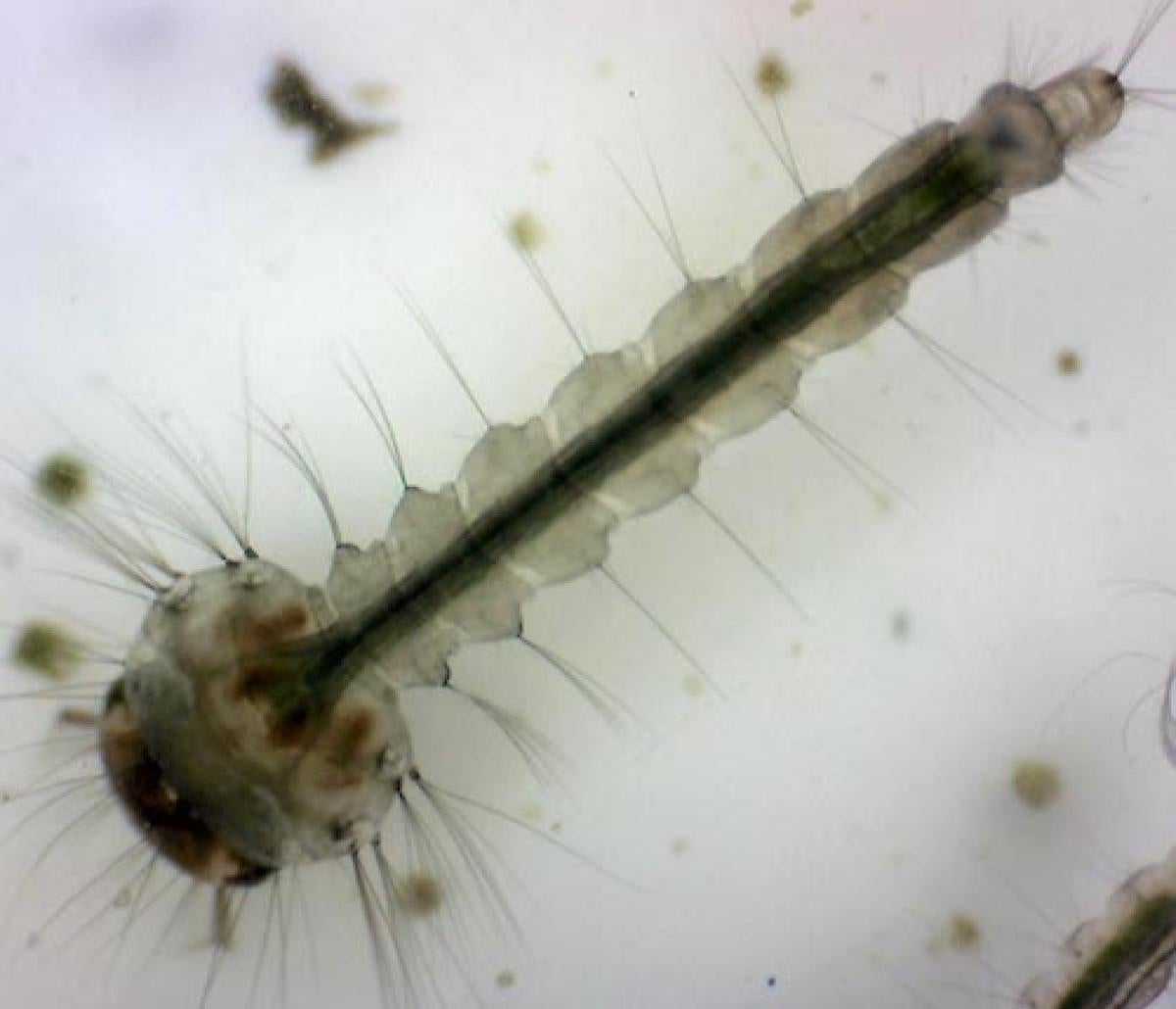 Mosquito larva