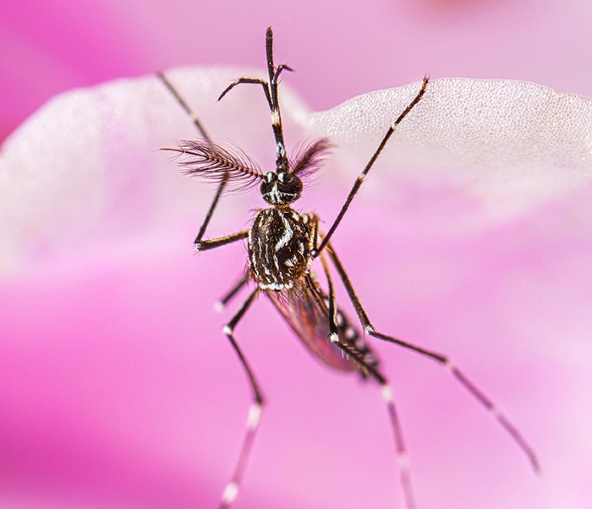 um mosquito pendurado na parte inferior de uma pétala de flor