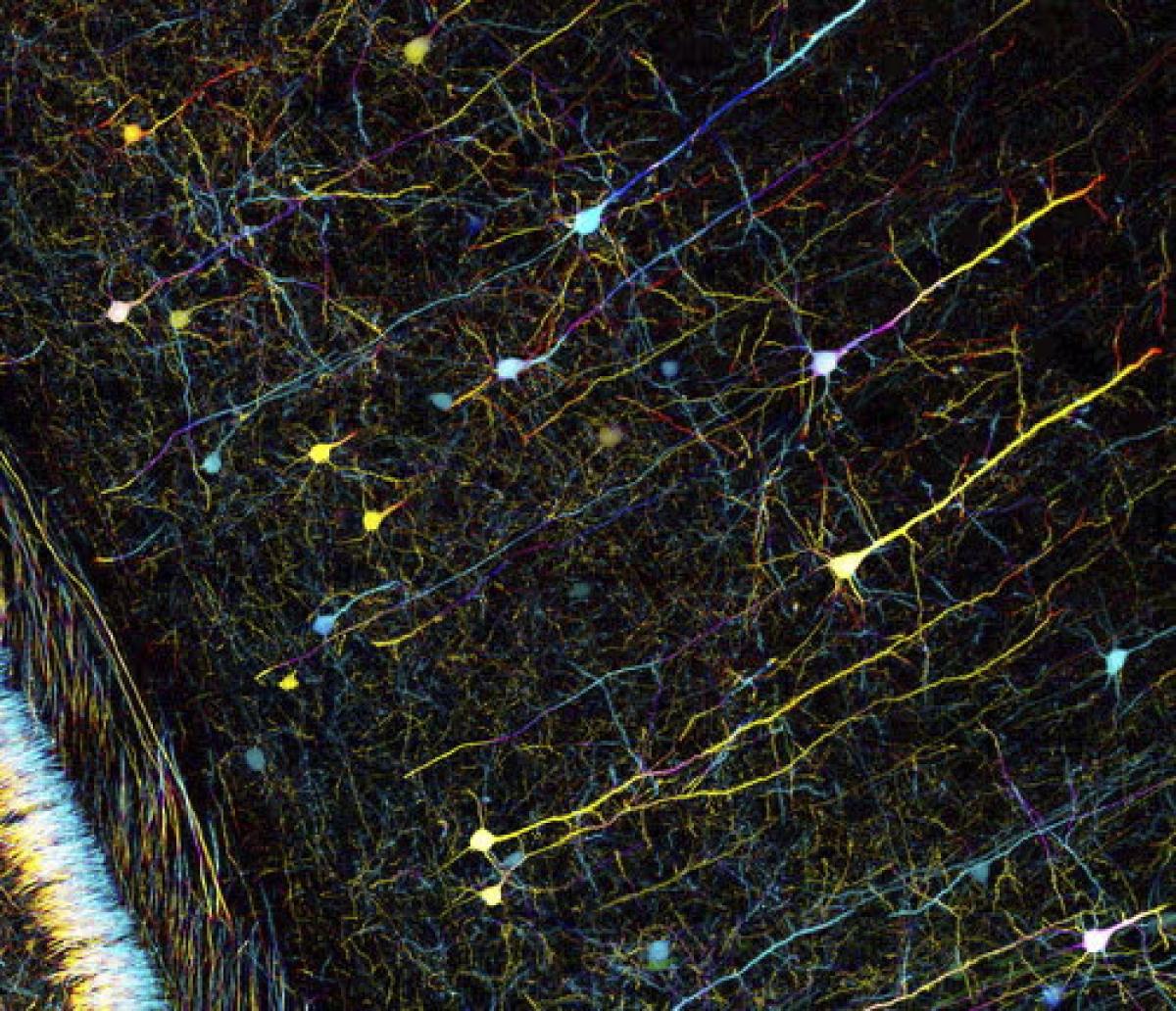 Кольорове зображення нервів у мозку миші