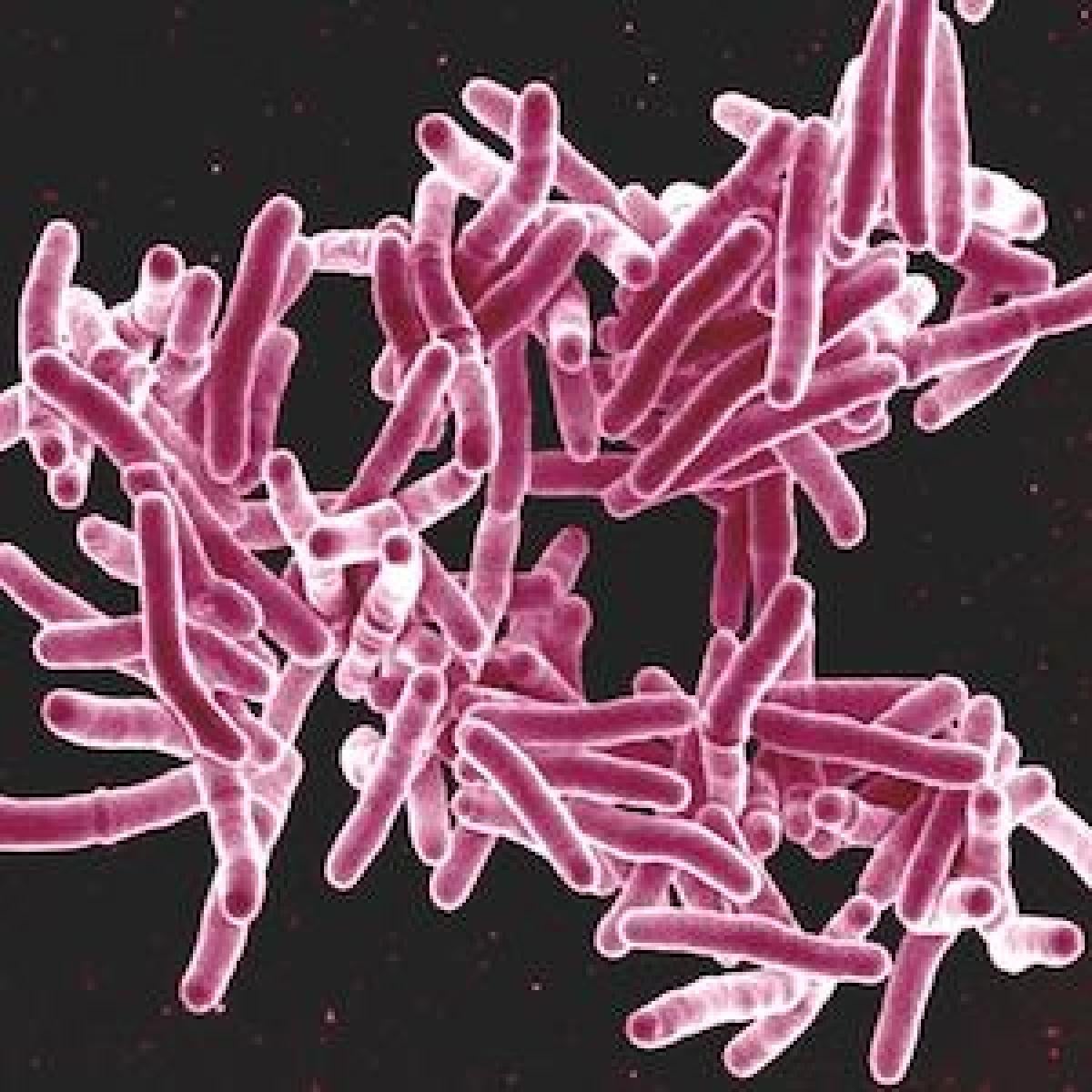 mycobacterium tuberculosis