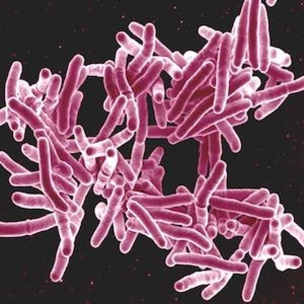 Mycobacterium