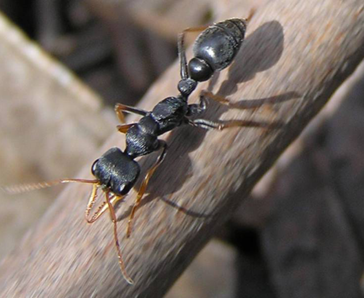 Myrmecia ant