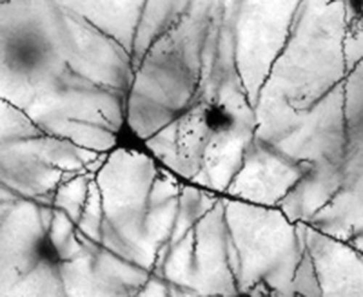 neurons