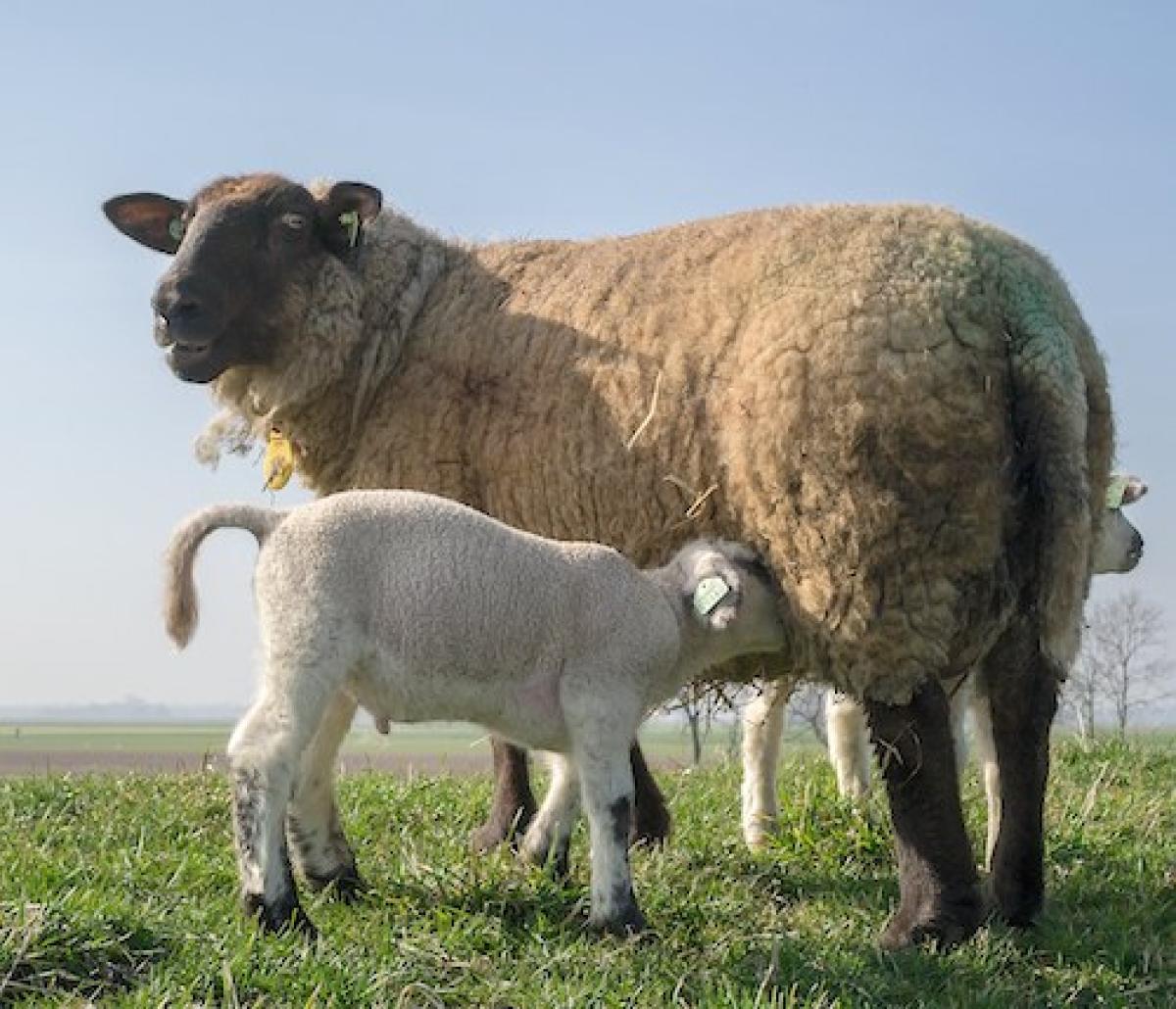 Newborn sheep