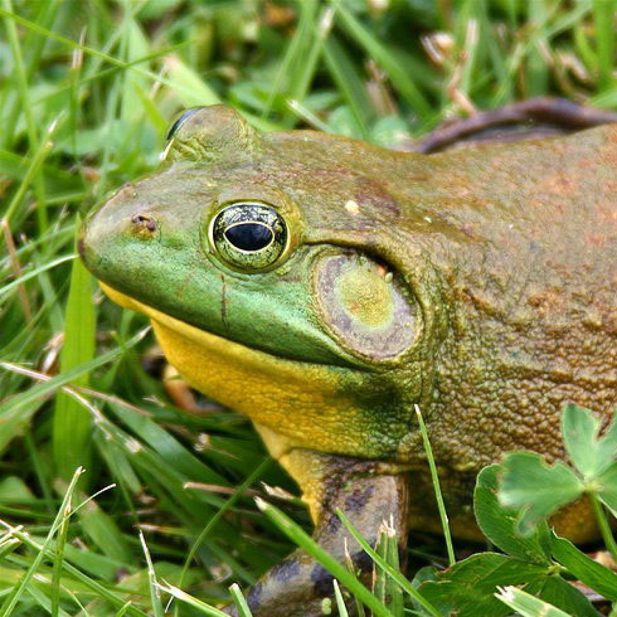 North American Bullfrog