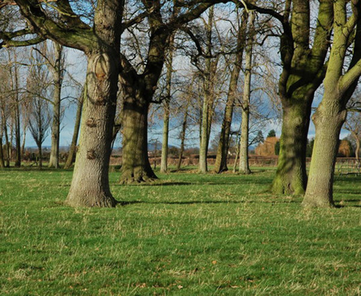 Oak Trees