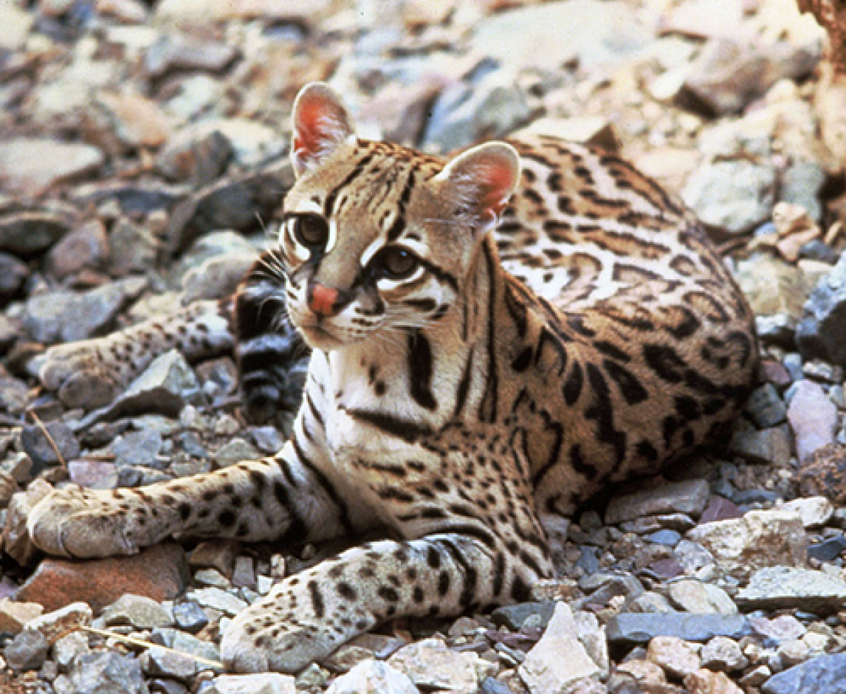 Ocelot en les forets tropicales