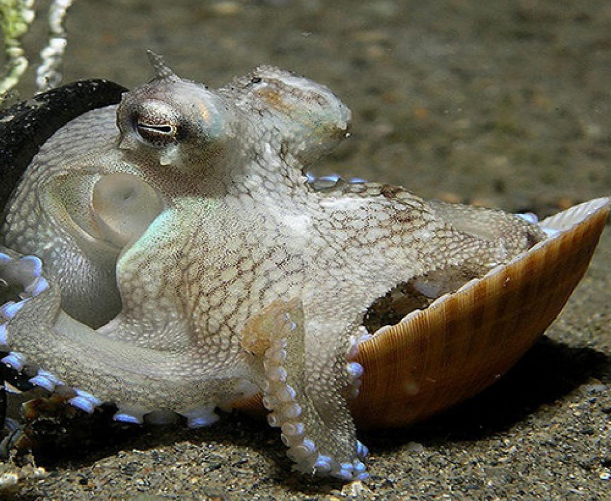 An octopus holding a shell