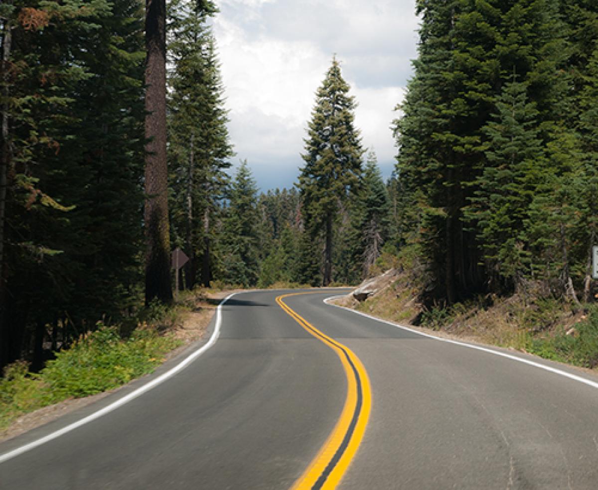 A road surrounded by trees