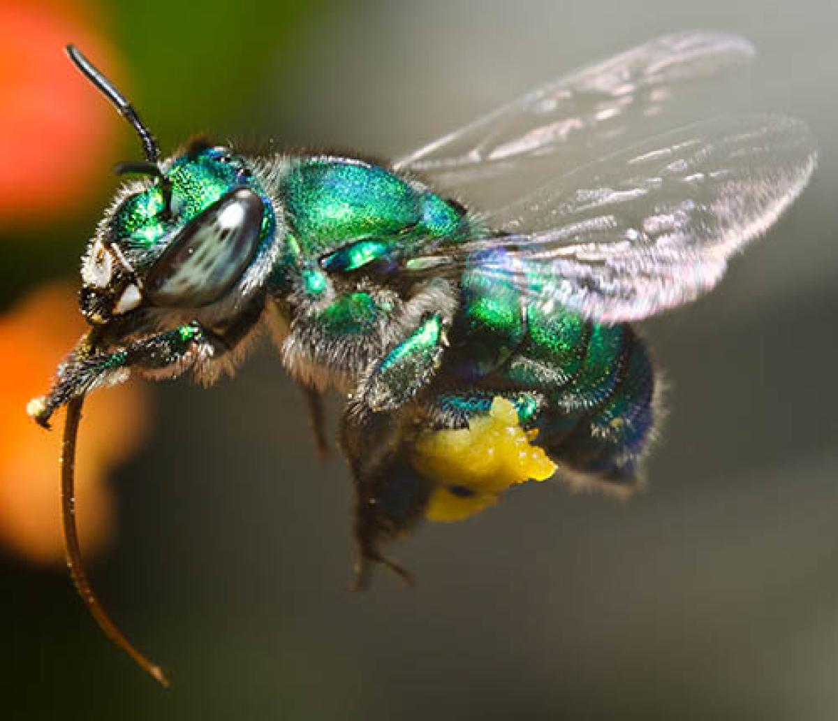 Orchid Bee Hovering