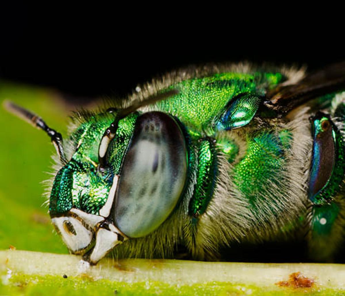 Orchid bee sleeping