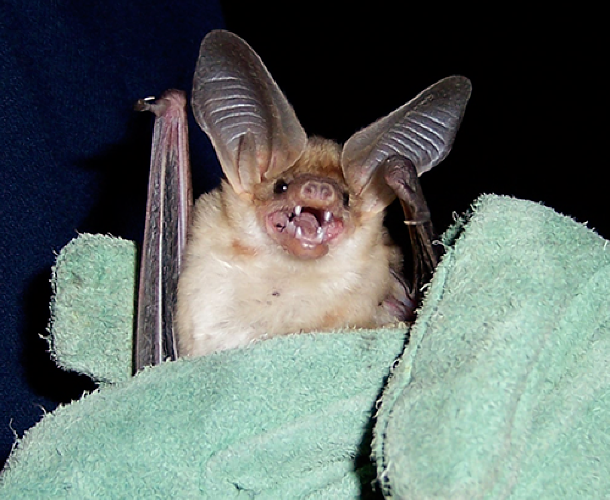 Pallid bat