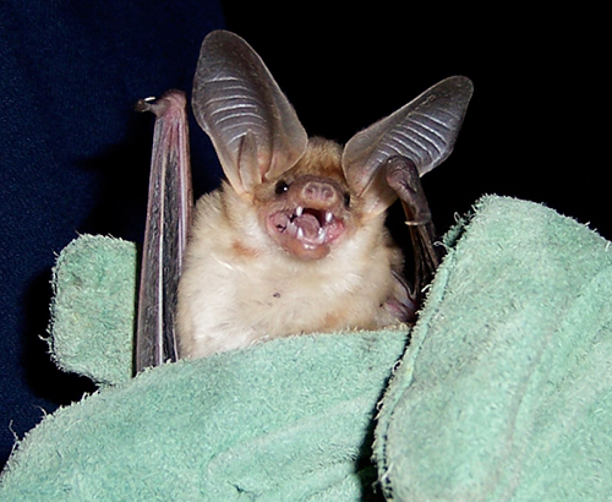 pallid bat