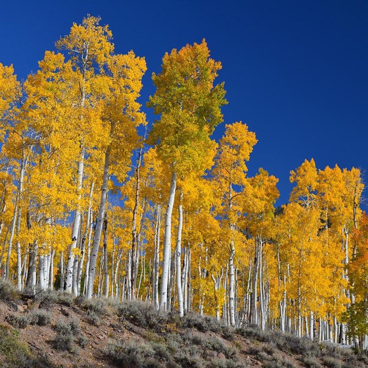 pando oldest organism