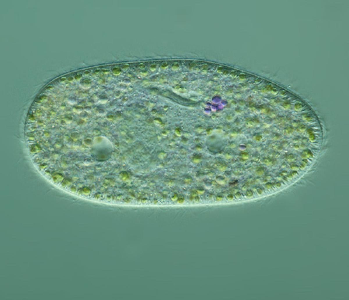 A microscope image of a paramecium, a single-celled organism