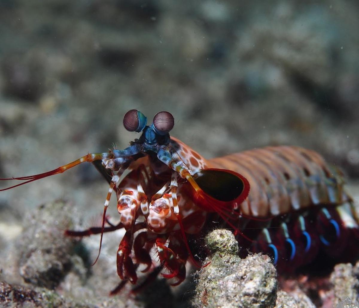 Peacock mantis shrimp