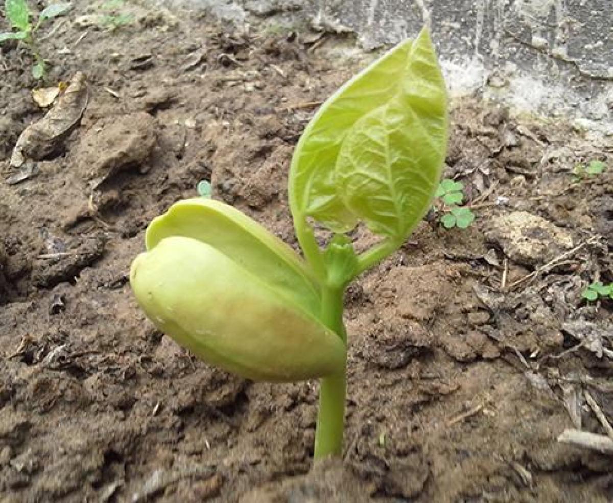 peas plant