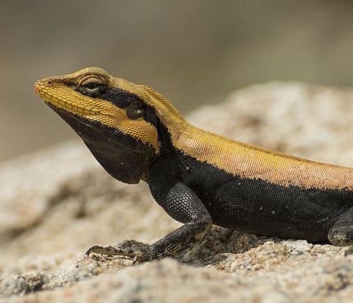 Agama lizard basking