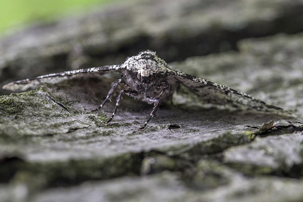 Peppered moth