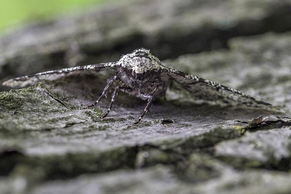 peppered moth