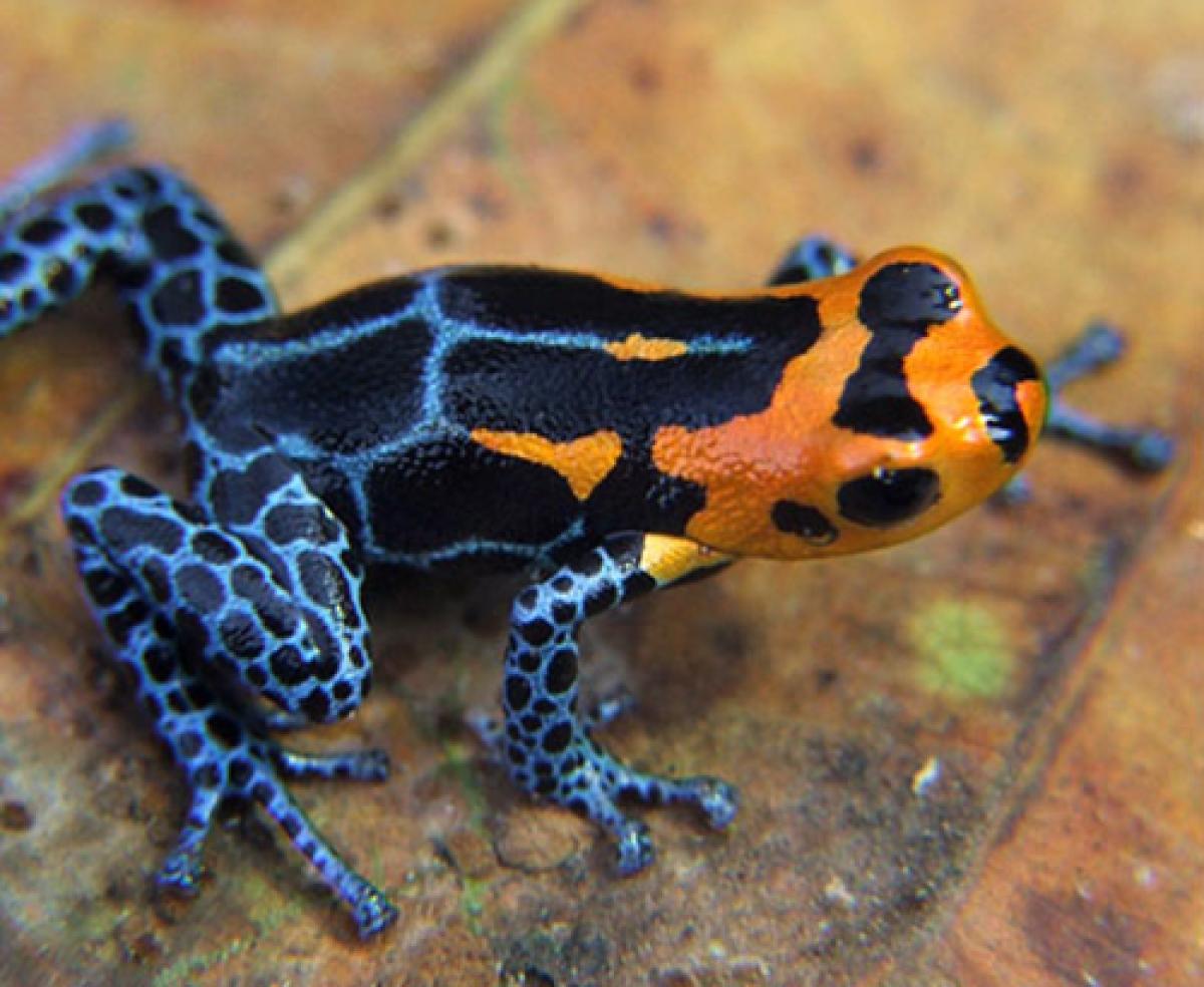 Peruvian mimic poison frog