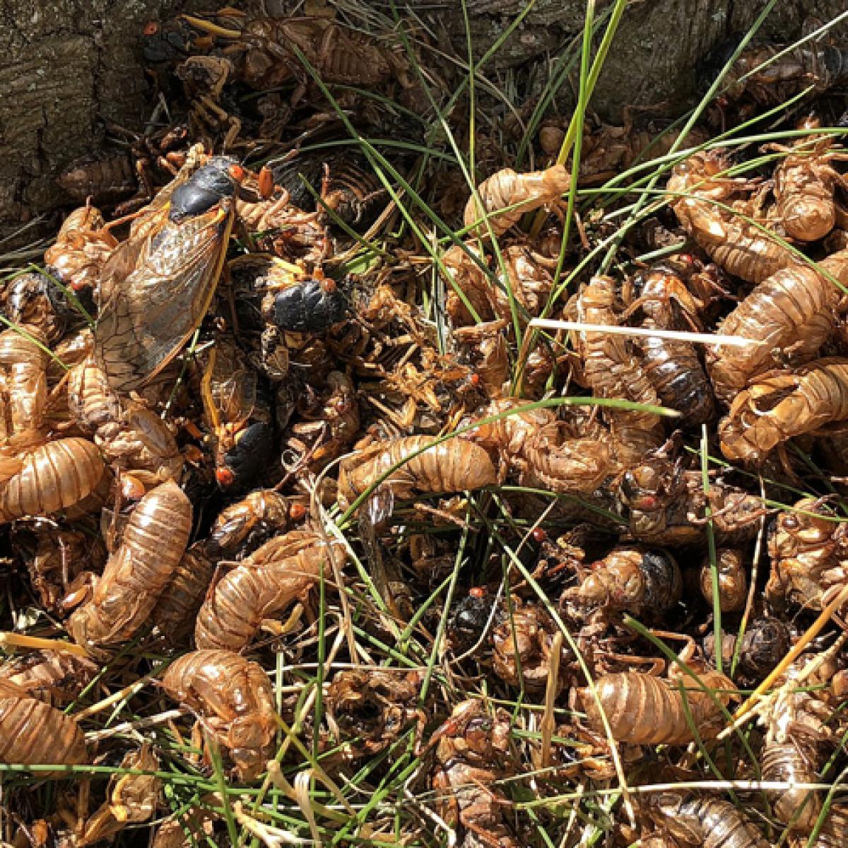 Brood X cicada exoskeletons