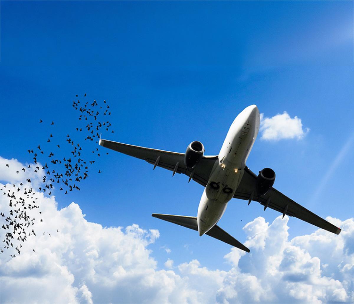 A plane flying close to a large flock of birds