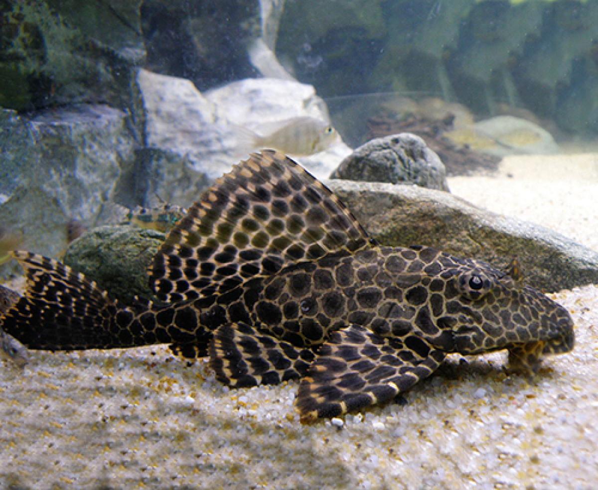 A pleco fish