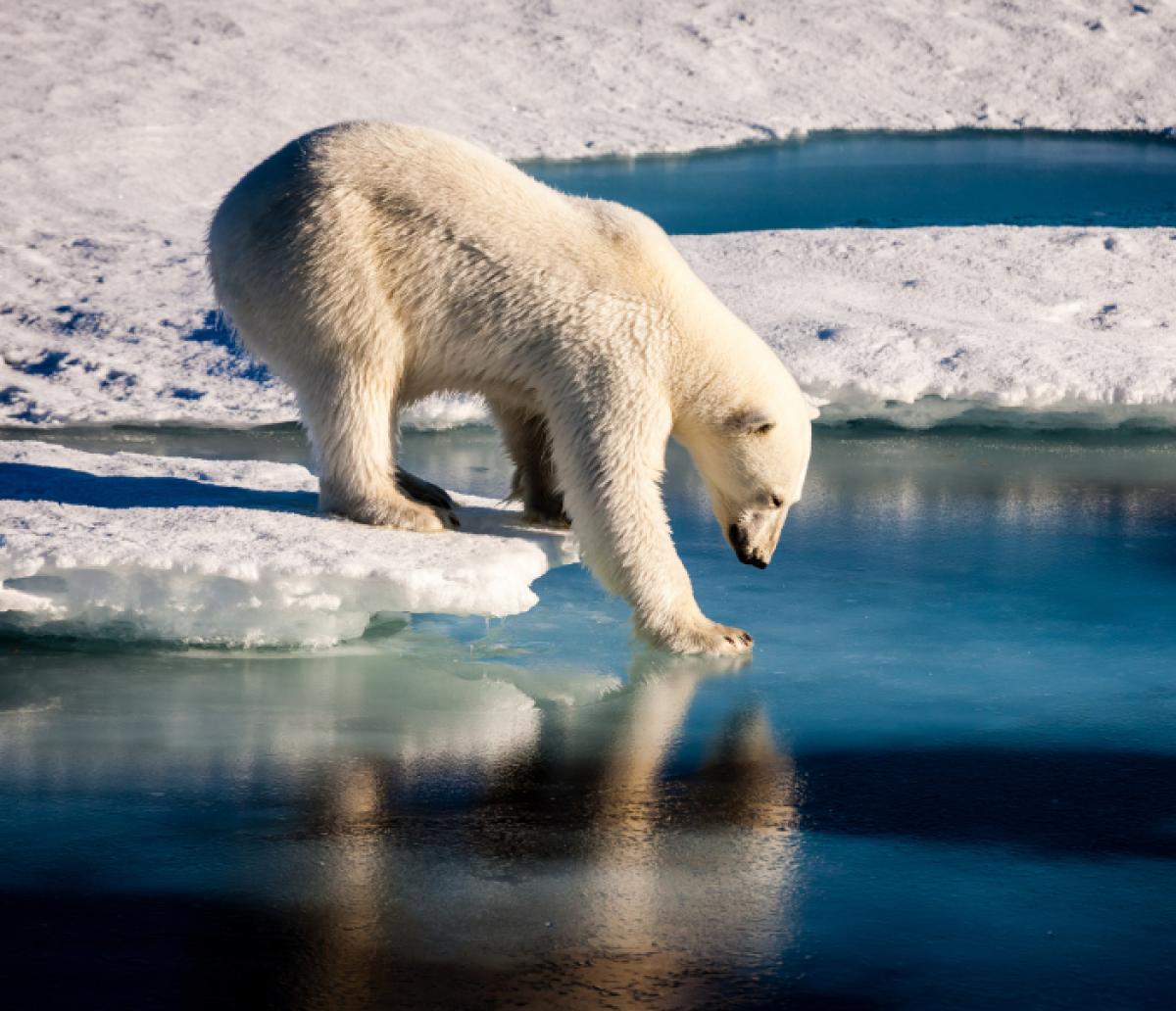 A polar bear pawing at the water along the edge of the ice