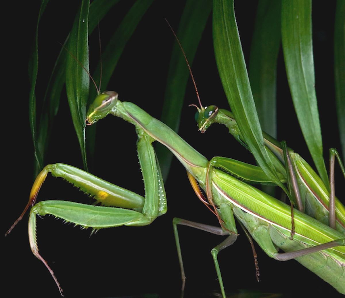 Praying mantises mating