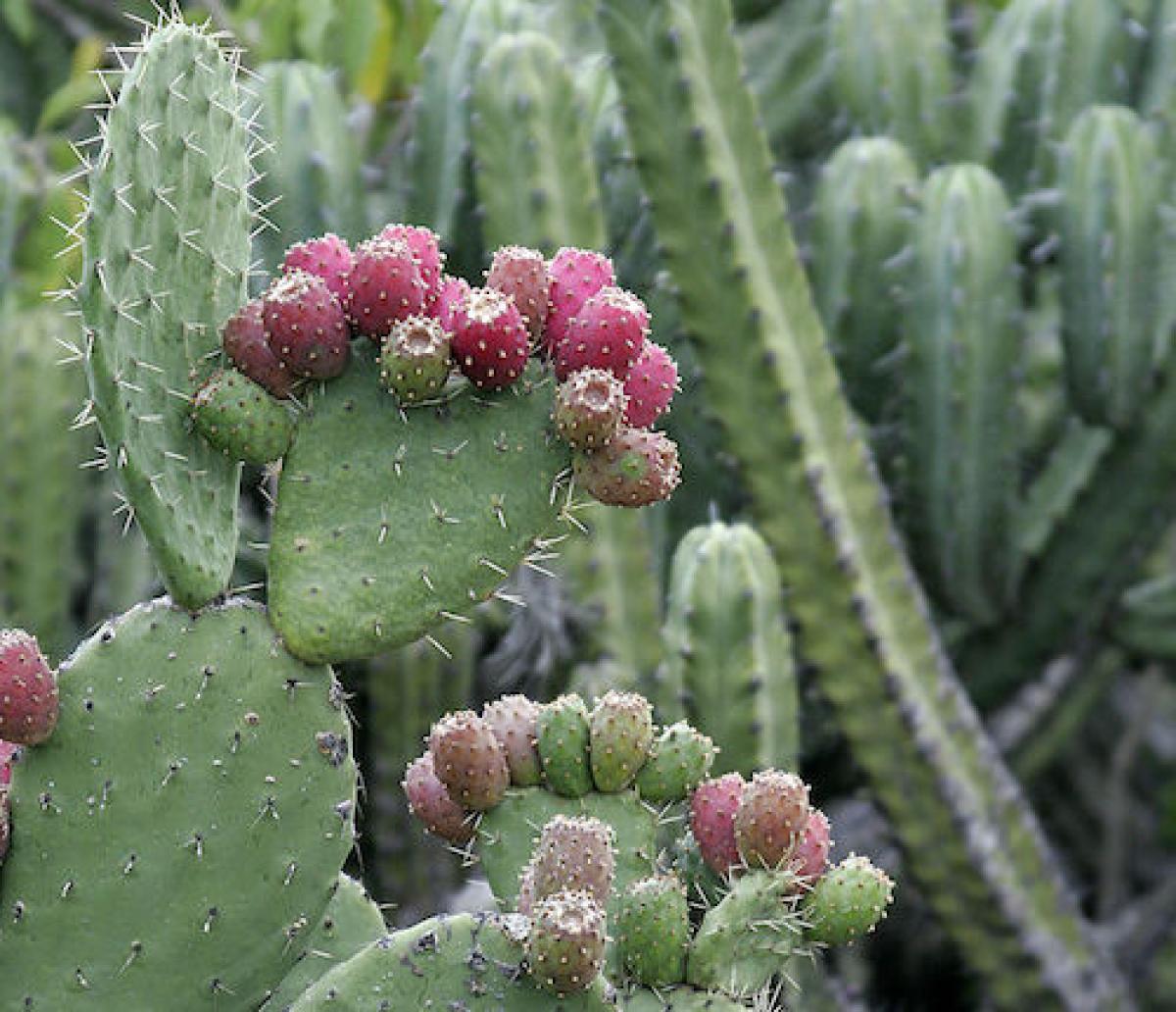 Prickly pear fruit